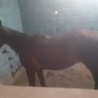 اسب دره شوری برای فروش فوریاسب نژاد دره شوری|اسب و تجهیزات اسب‌سواری|مهریز, |دیوار