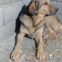 سگ ماده پژدر