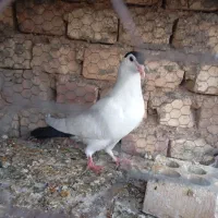 کفتر