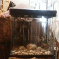 اکواریوم‌شیشه‌خم‌