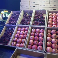 عرضه کننده بهترین انار ایران