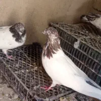کبوتر