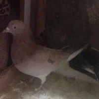 کفتر|پرنده|اردبیل, |دیوار