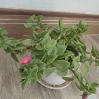 انواع گلها|گل و گیاه طبیعی|زنجان, |دیوار