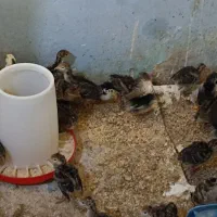 جوجه بوقلمون برنز|حیوانات مزرعه|همدان, |دیوار