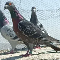 پلاکی مسافتی اصل|پرنده|زاهدان, |دیوار