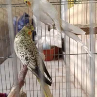 جفت طوطی عروس هلندی|پرنده|اقبالیه, |دیوار