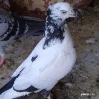 جوجه‌پلاکی‌ یکپر‌وهیچ‌پر‌|پرنده|سوسنگرد, |دیوار