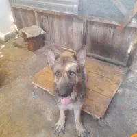 واگذاری رایگان سگ ژرمن نر|سگ|لنگرود, |دیوار