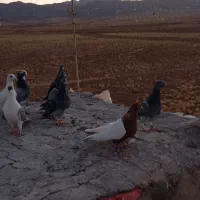 تعداد ۱۰تا کبوتر هوایی