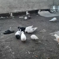 کبوتر تهرونی|پرنده|شیراز, کوشک میدان|دیوار