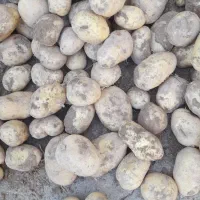 سیب زمینی 1تن|عمدهفروشی|زاغه, |دیوار