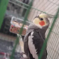 عروس هلندی