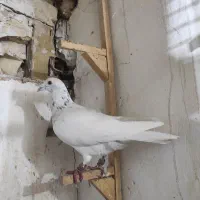 سار|پرنده|مشهد, تلگرد|دیوار