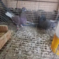 کبوتر|پرنده|بندر ماهشهر, |دیوار