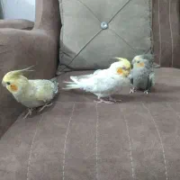 معاوضه سه تا عروس هلندی