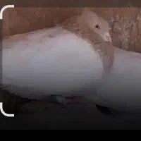 یه کبوتر کله ای گم شده