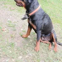 توله روتوایلر|سگ|چالوس, |دیوار