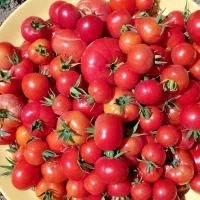 فروش-خانه-باغ