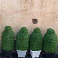 سبزه مراسمات|گل و گیاه طبیعی|نورآباد, |دیوار