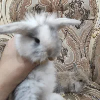 خرگوش لوپ و مادر و بچهاش