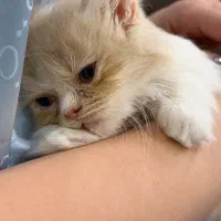 گربه