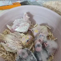 جوجه عروس هلندی سرلاکی|پرنده|مشهد, شهید قربانی|دیوار