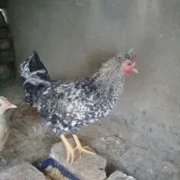 مرغ رسمی|حیوانات مزرعه|ری, حمزه‌آباد|دیوار