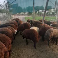 بره زنده|حیوانات مزرعه|اصفهان, بهارستان|دیوار