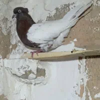 کله ای و طوقی جفت نر