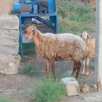 گوسفند شیشک  همراه با بره