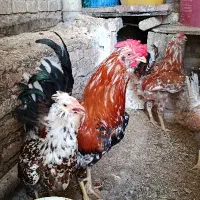 خروس گلین