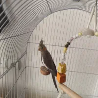 عروس هلندی نر ۵ ماهه|پرنده|فولادشهر, مسکن مهر فولادشهر|دیوار