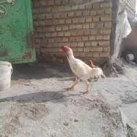 خروس لاری