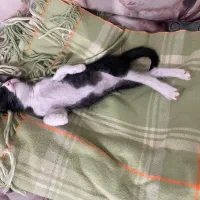 واگذاری گربه تاکسیدو|گربه|اهواز, نادری|دیوار