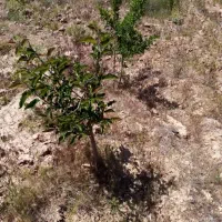 زمین-باغی-هفت-برم