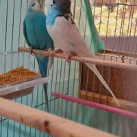 مرغ عشق جفت