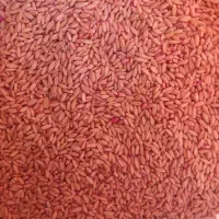 فروش گندم دیم