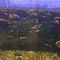 ماهی گوپی کوی توکسیدو