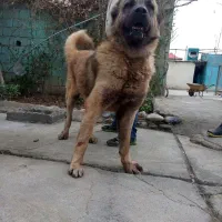 ۵ تا سگ خیلی بزرگ برای فروش