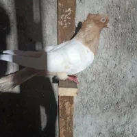 کبوتر رنگی و المانی