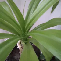 خدمات امورات منزل