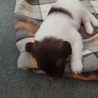 توله سگ شیتزو تریر