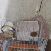 عروسی هلندی ماده باقفس|پرنده|اردبیل, |دیوار