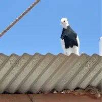 ماده طوق سیاه