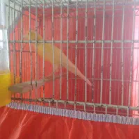 قناری نر طلایی درشت داره ریزه خونی میکنه