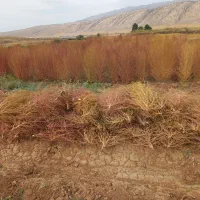 جارو باغی