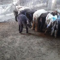 فروش ۱۵ راس بره ۲ ماه پروار