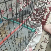 عروس هلندی|پرنده|کبودرآهنگ, |دیوار