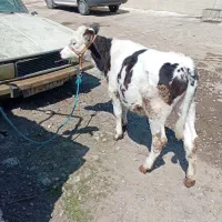 گوساله سیمنتال ماده و چن تا گوساله هولشتاین